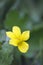 Stream Violet Viola glabella, Cowichan Valley, Vancouver Island, British Columbia