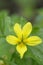 Stream Violet Viola glabella, Cowichan Valley, Vancouver Island, British Columbia