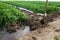 A stream of water through a canal dug out by a shovel irrigates a plantation of potato bushes. Agriculture industry. Growing crops