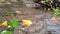 the stream of water flows in a clean and clear river