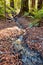 Stream of water in redwoods