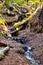 Stream of water in redwoods