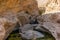 A stream of water in the rocky desert of Oman flowing in a canyon to the oasis of Wadi Bani Khalid - 8