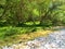 Stream wih bright green marshy vegetation