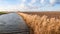 Stream with yellowed reeds on the edge