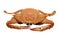 Streamed / boiled Flower crab / Blue crab / Blue swimmer crab / Blue manna crab / Sand crab / seafood