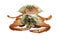 Streamed / boiled Flower crab / Blue crab / Blue swimmer crab / Blue manna crab / Sand crab / seafood