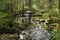 Streaming creek in a mossy forest