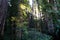 Streaming light amongst the tall trees of the Redwood forest