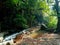 Streams flowing through the forest