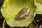 Streeploze Boomkikker, Mediterranean Tree Frog, Hyla meridionalis