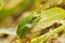Streeploze Boomkikker, Mediterranean Tree Frog, Hyla meridionalis