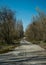 Street of the abandoned ghost town Pripyat. Overgrown trees and collapsing houses in the exclusion zone of the Chernobyl nuclear d