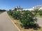 Street of Adler city with avenue of flowers. Sochi, Russia