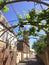 Street alley with grape branches on a sunny spring day. bright blue sky, fence, houses, bell tower in the distance