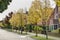 Street with ash trees