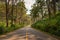 Street Asphalt Highway Along Woodland in The Pine Forest,  Country Road With Beautiful Perspective Scenery View in Summer Season.