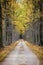 Street with autumn foliage tunnel