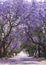 Street of beautiful purple vibrant jacaranda in bloom. Spring.