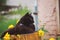 Street black graceful cat resting on a stump near flowers