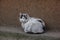 a street cat alone, near the wall