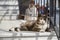 Street cat basking in the sun on one of the streets of Istanbul