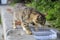 Street cat drinking on one of the streets of Istanbul