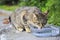 Street cat drinking on one of the streets of Istanbul