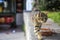 street cat eating on one of the streets of Istanbul