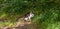 Street cat in a flower bed. Grey furry cat sitting in the green grass.The cat is sitting in the grass looking at the camera