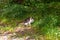 Street cat in a flower bed. Grey furry cat sitting in the green grass.The cat is sitting in the grass looking at the camera