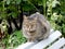 Street cat on a garden bench, selective focus