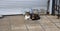 A street cat . A grey cat lies on the pavement and looks at the camera