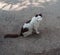street cat of India