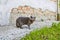 A street cat looks warily into the frame against a peeling brick wall. Homeless animal