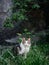 Street cat of mixed breed origins sitting in a grass in a calm and relaxed manner. The model has nice fur with white, dark and