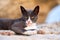 Street cat resting on a rock near the beach