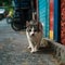 Street cat roams freely on Koh Lipe streets, embodying urban resilience