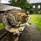 Street cat in Scottish park on rainy day.