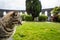 Street cat in Scottish park on rainy day.