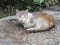 A street cat with a sick snotty nose and dirty hair lies in the yard