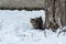 Street cat sits in the snow. Yard spotted cat. Abandoned pet.