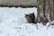 Street cat sits in the snow. The yard spotted cat is walking.