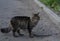 Street cat is sitting on the street. A stray  domestic cat walks along the street. Abandoned pet.