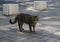 Street cat is sitting on the street. A stray  domestic cat walks along the street. Abandoned pet. Purebred cat