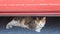 Street cat sleep under car