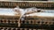 Street cat sleeps on colorful stairs made of zellige tiles in mosaic pattern in the Medina of Fez, Morocco.