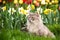 Street cat in the spring garden. Gray fluffy cat sits in flowers. Cat in the flowerbed.