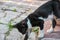 Street cat walking around at the sunset in Balat in Istanbul