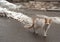 Street cat walking in the winter town